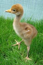 Blue White Yellow on 22nd May 2013 Blue White Yellow on 22nd May 2013